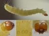 Plodia interpunctella